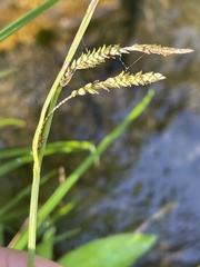 Carex torta
