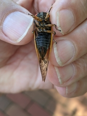 Magicicada cassinii