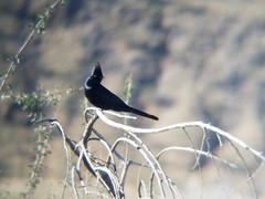 Phainopepla nitens