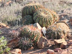 Ferocactus viridescens
