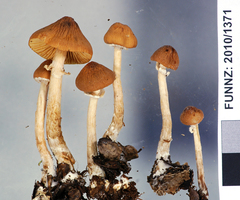 Descolea phlebophora