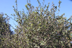 Ceanothus