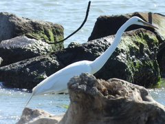 Ardea alba
