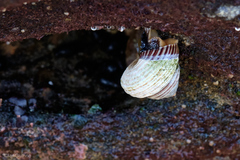 Calliostoma canaliculatum