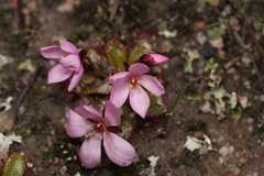 Drosera tubaestylis
