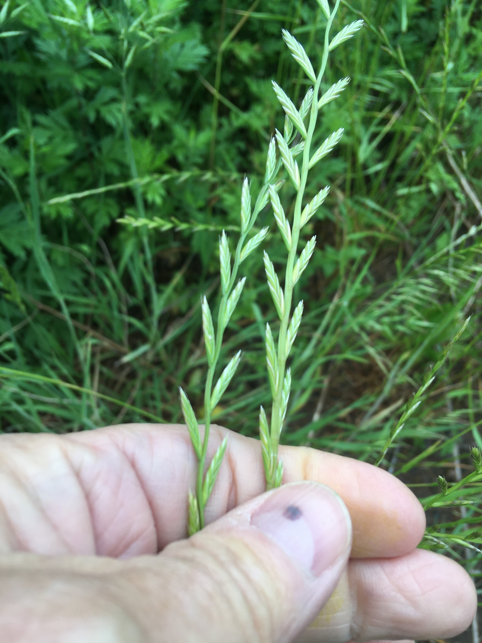 (c) Daniel Atha, aucun droit réservé (CC0) https://www.inaturalist.org/observations/81119294