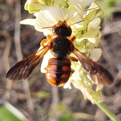 Rhodanthidium