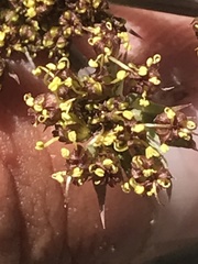 Lomatium rigidum