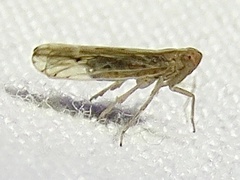 Stenocranus dorsalis