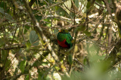 Pharomachrus auriceps