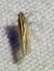 Stenocranus dorsalis