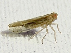 Stenocranus dorsalis