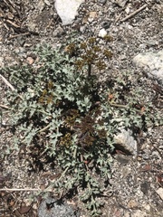 Lomatium rigidum