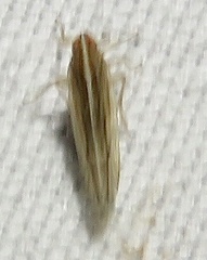 Stenocranus dorsalis