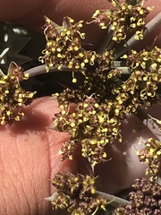 Lomatium rigidum