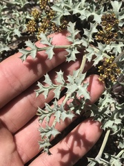 Lomatium rigidum