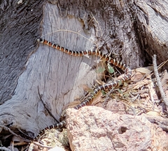 Lampropeltis knoblochi