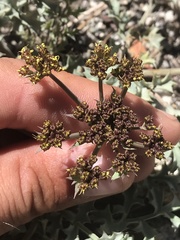 Lomatium rigidum