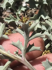 Lomatium rigidum