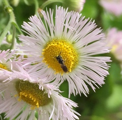 Hylaeus mesillae cressoni