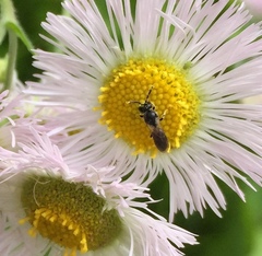 Hylaeus mesillae cressoni