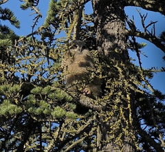 Bubo virginianus