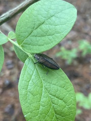 Buprestis striata