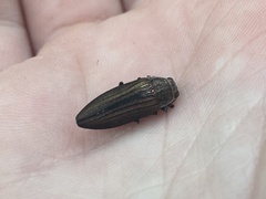 Buprestis striata