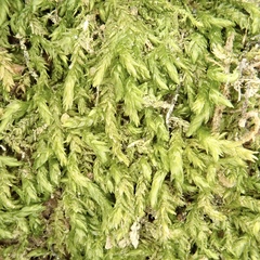 Scleropodium occidentale