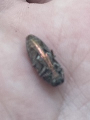 Buprestis striata