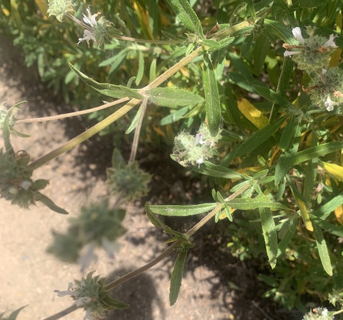 iNaturalist observation photo of black sage