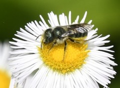 Osmia georgica