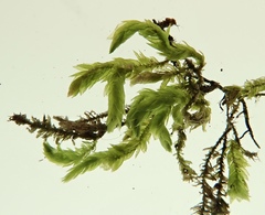 Scleropodium occidentale