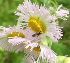 Hylaeus mesillae cressoni