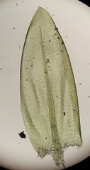 Scleropodium occidentale