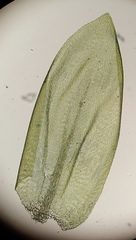 Scleropodium occidentale
