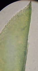 Scleropodium occidentale
