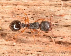 Myrmecina americana