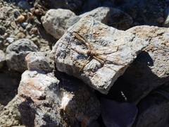 Homalonychus theologus