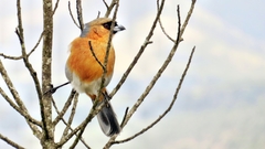 Schistochlamys ruficapillus