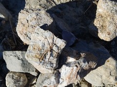 Homalonychus theologus