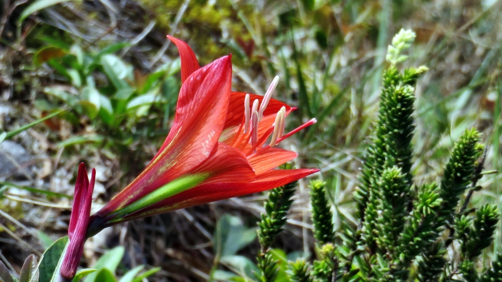 Hippeastrum glaucescens from Lima Duarte - MG, 36140-000, Brasil on ...