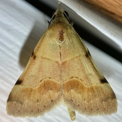 Hemeroplanis incusalis