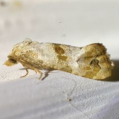 Platphalonidia felix