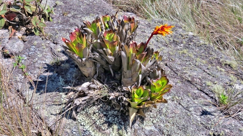 Vriesea cacuminis