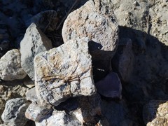 Homalonychus theologus