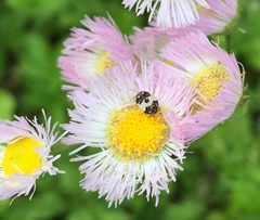 Anthrenus isabellinus