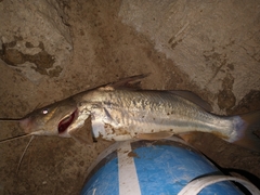 Pimelodus albicans