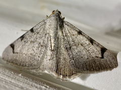 Digrammia triviata