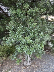 Pittosporum crassifolium
